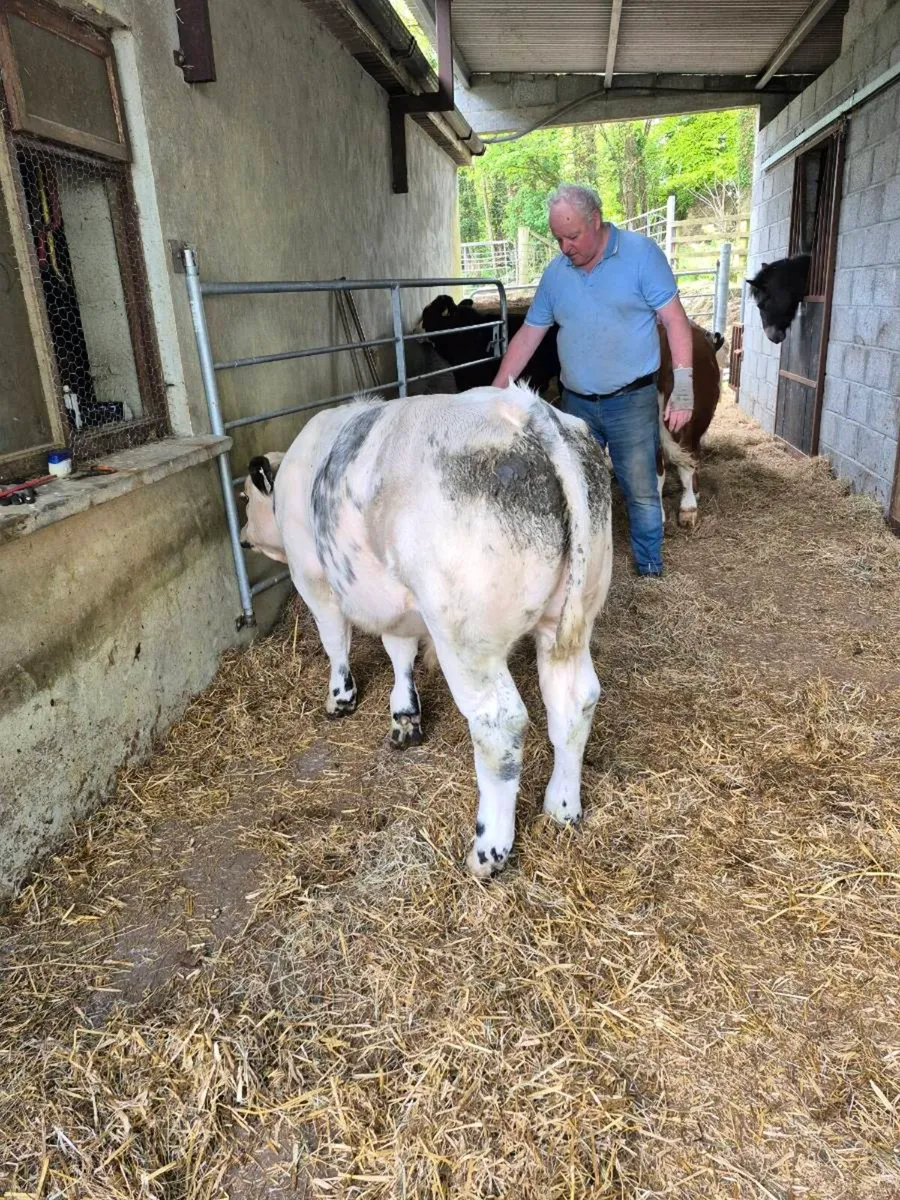 Calf - Image 1