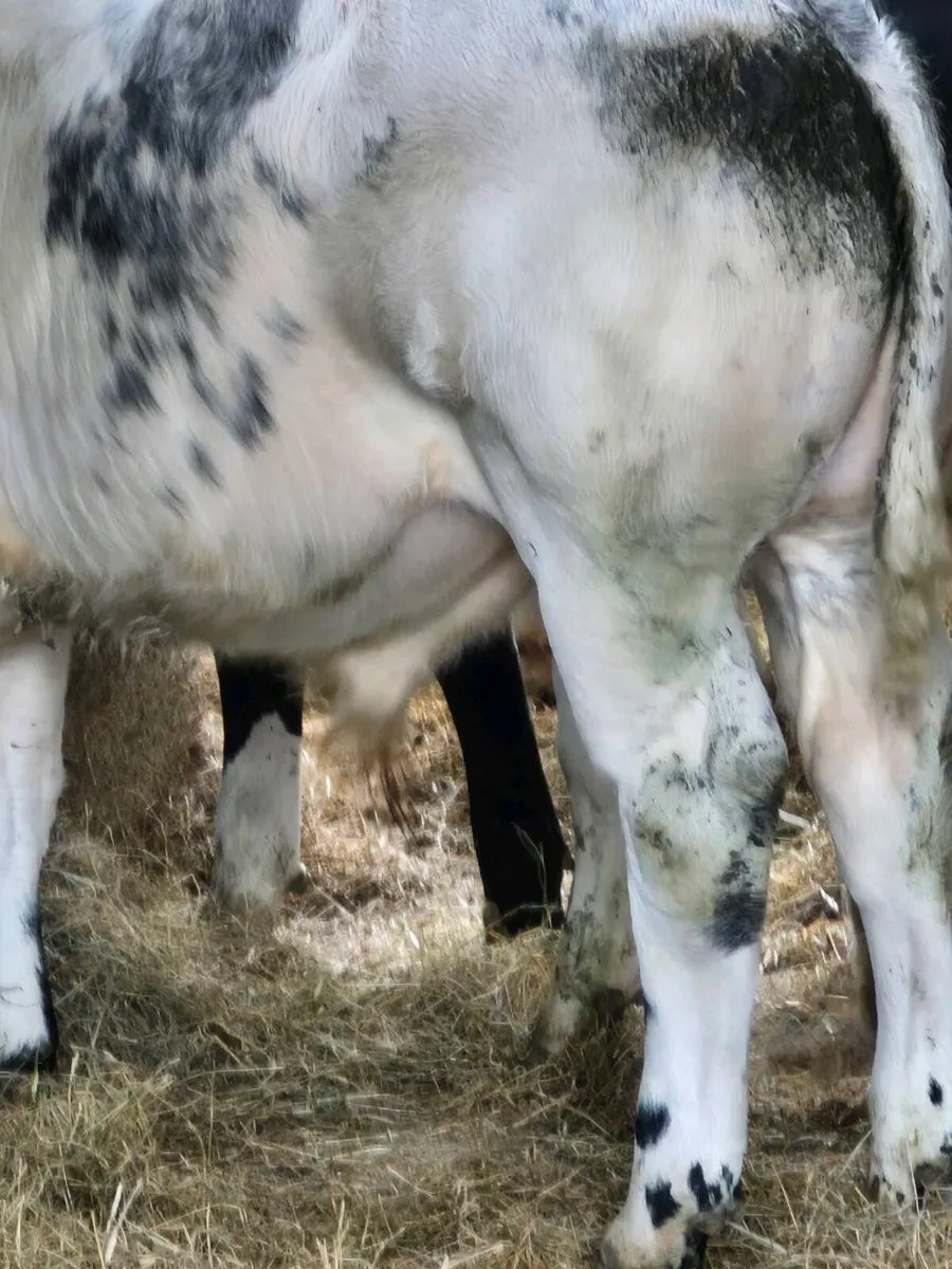 Calf - Image 2
