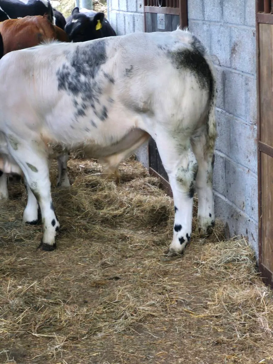 Calf - Image 3