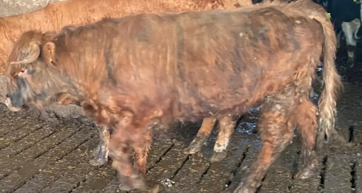 Highland X Limousin Bull - Image 2