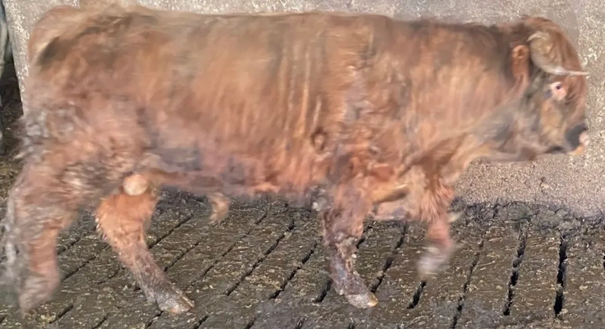 Highland X Limousin Bull - Image 1