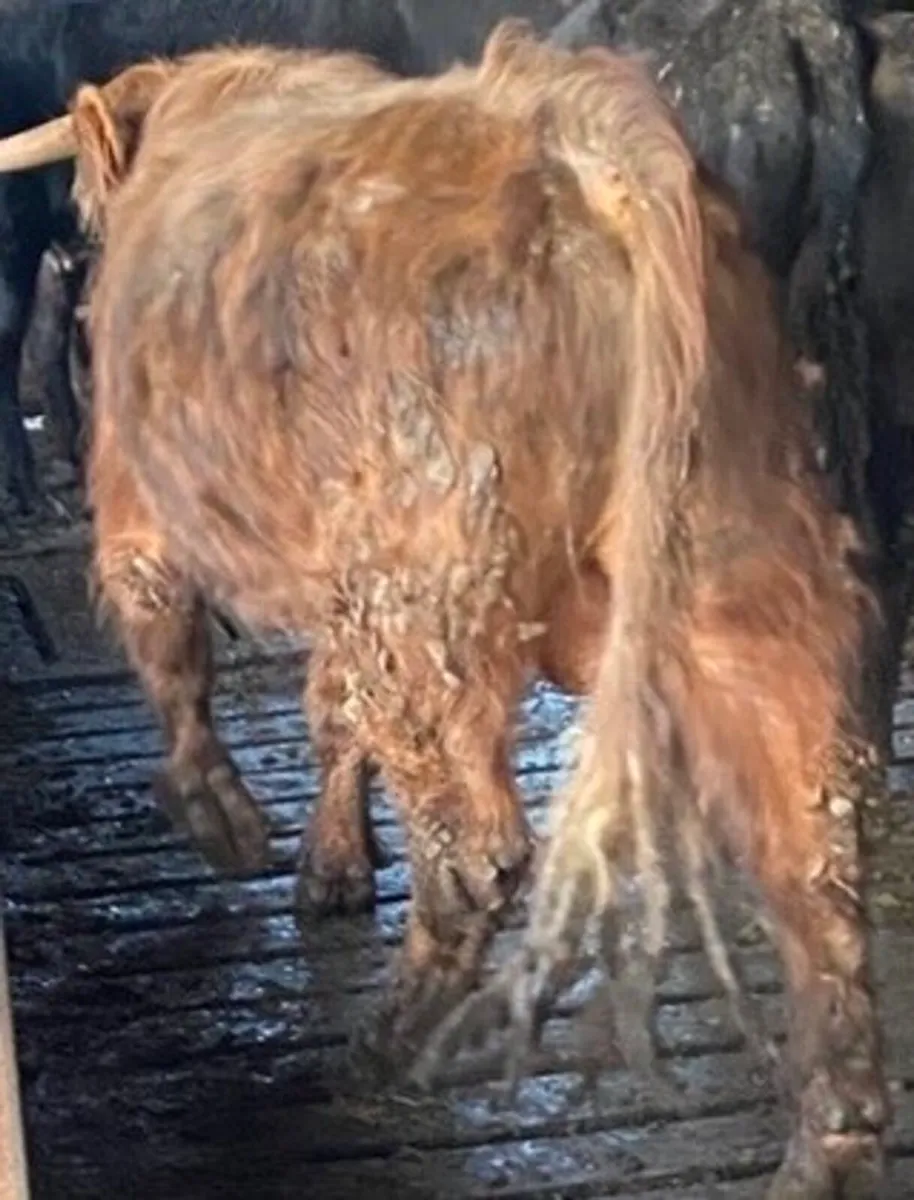 Highland X Limousin Bull - Image 3
