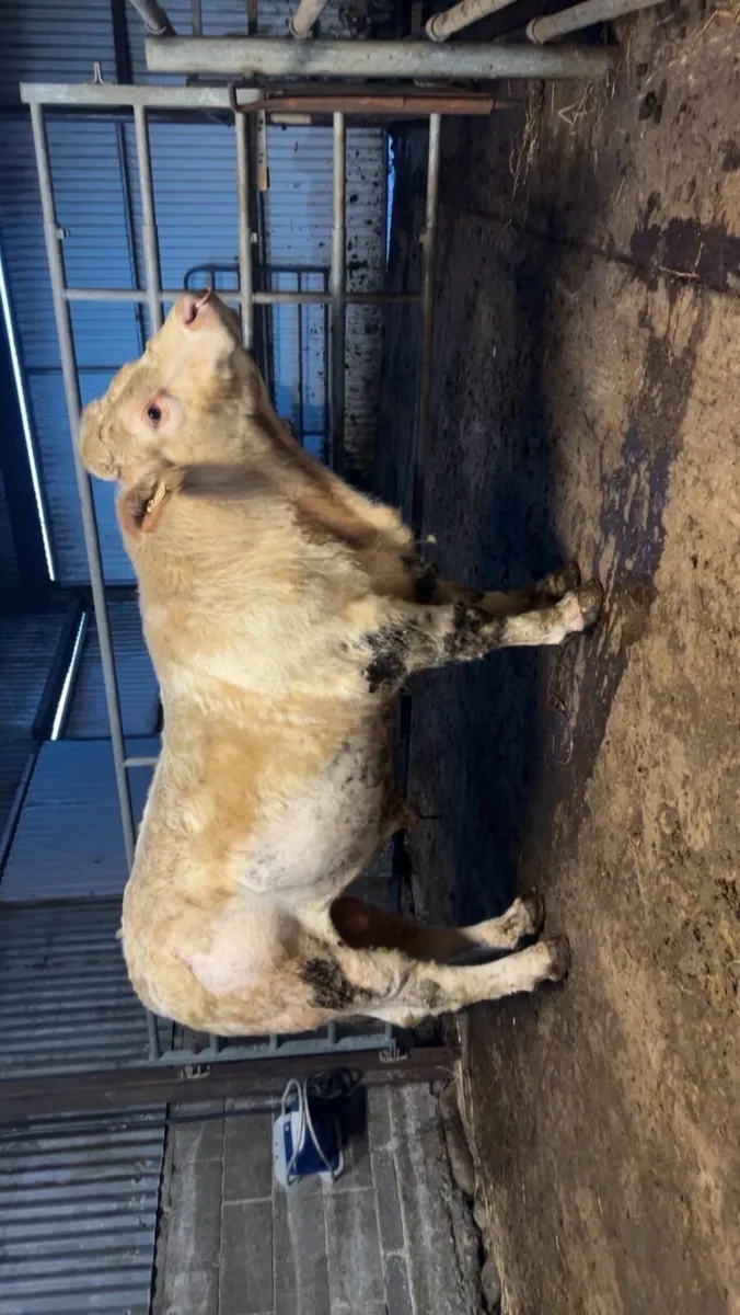 Charolais Bull - Image 1