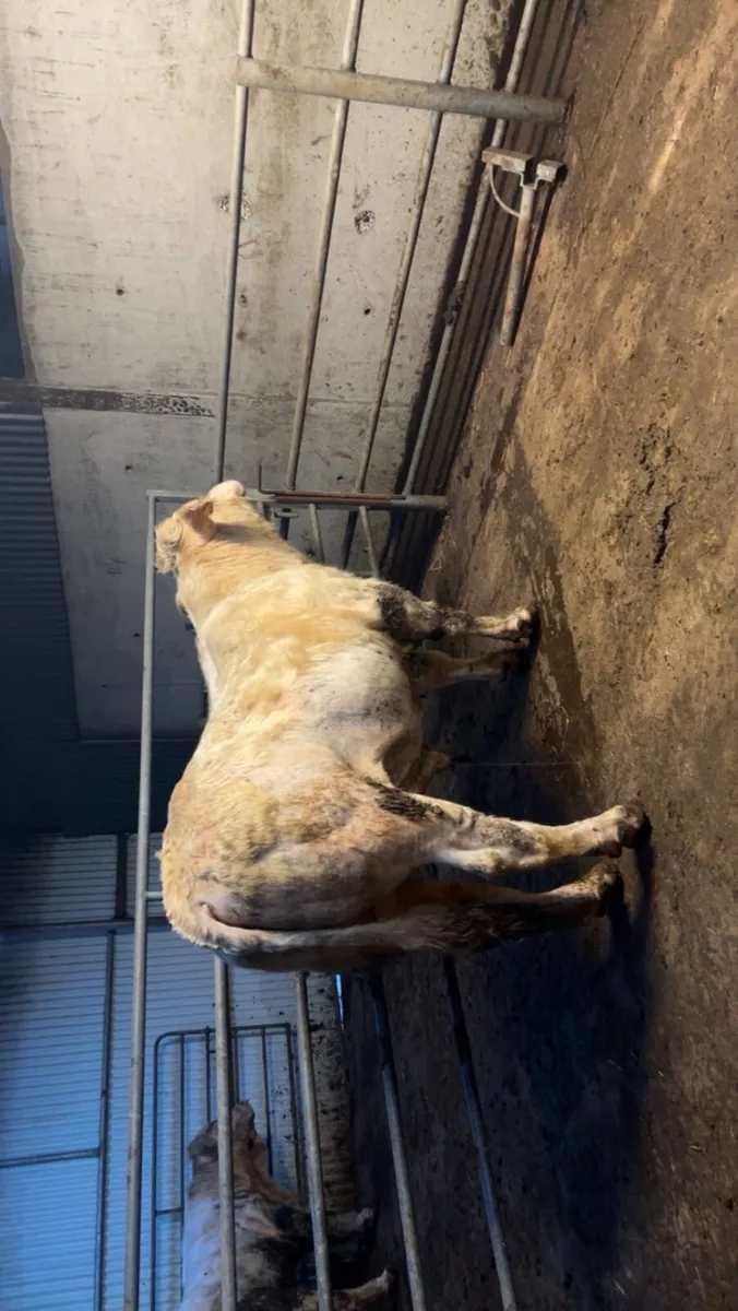 Charolais Bull - Image 3
