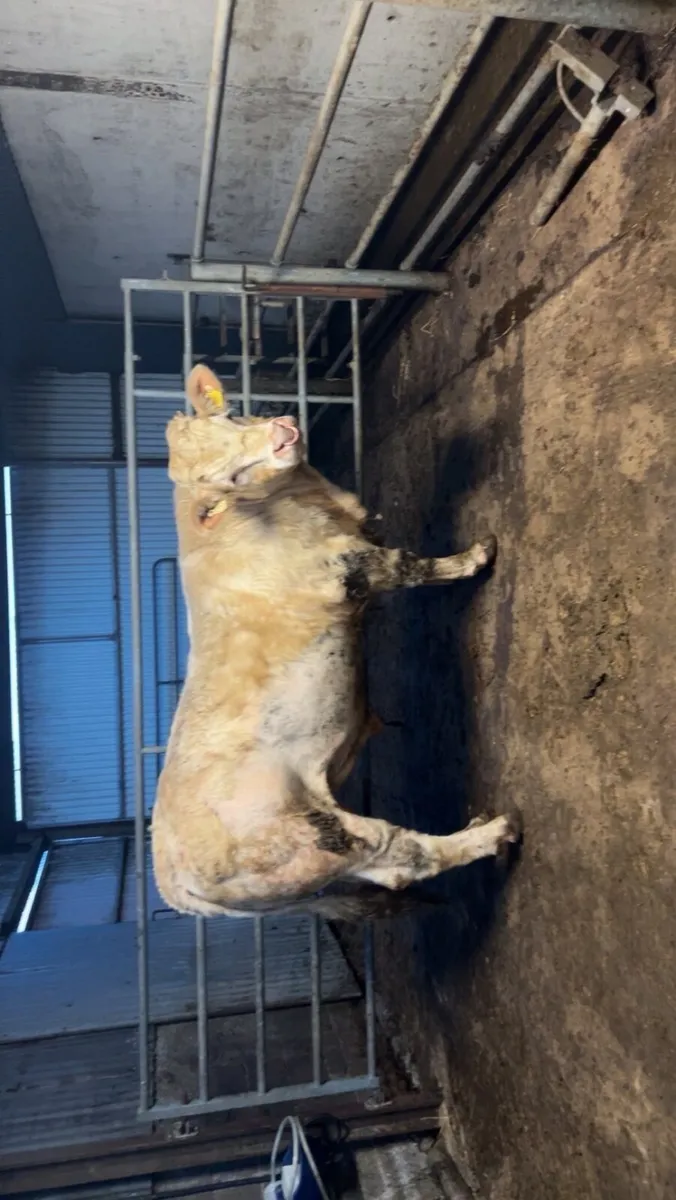 Charolais Bull - Image 4