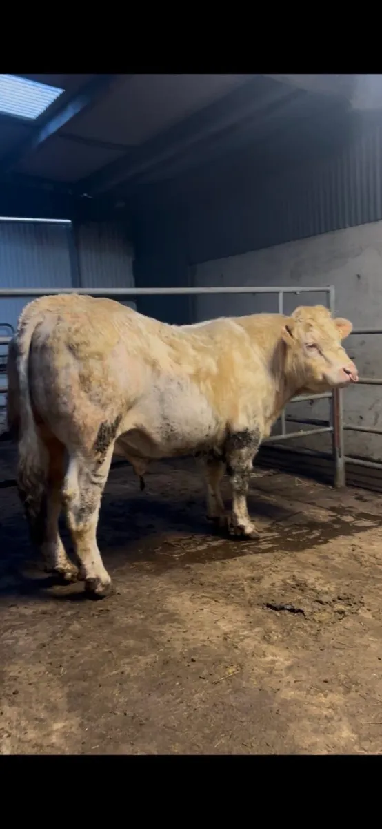 Charolais Bull - Image 2