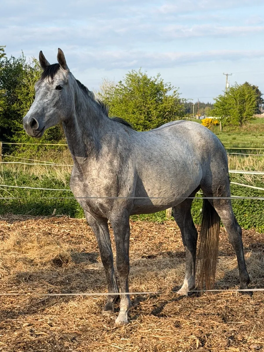 4 year old filly