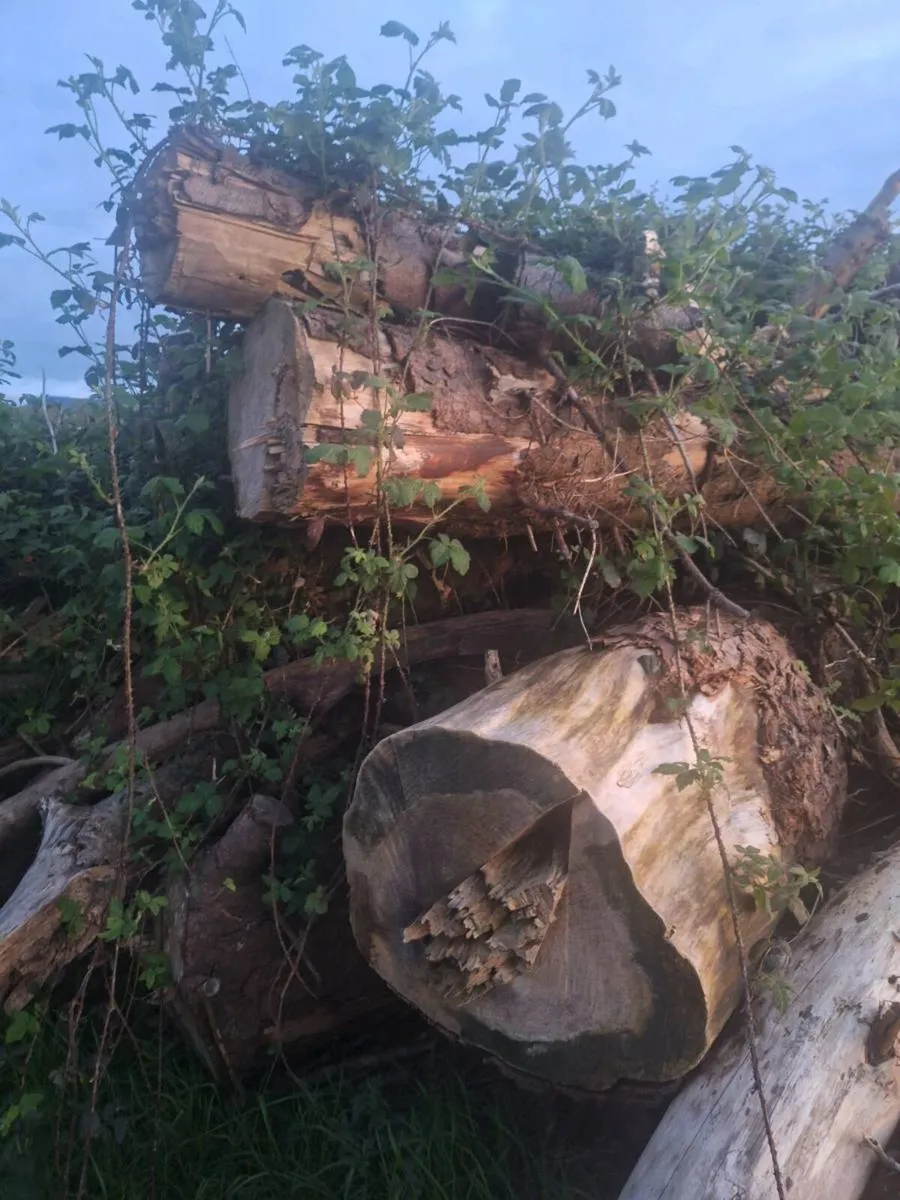 Firewood felled trees - Image 2