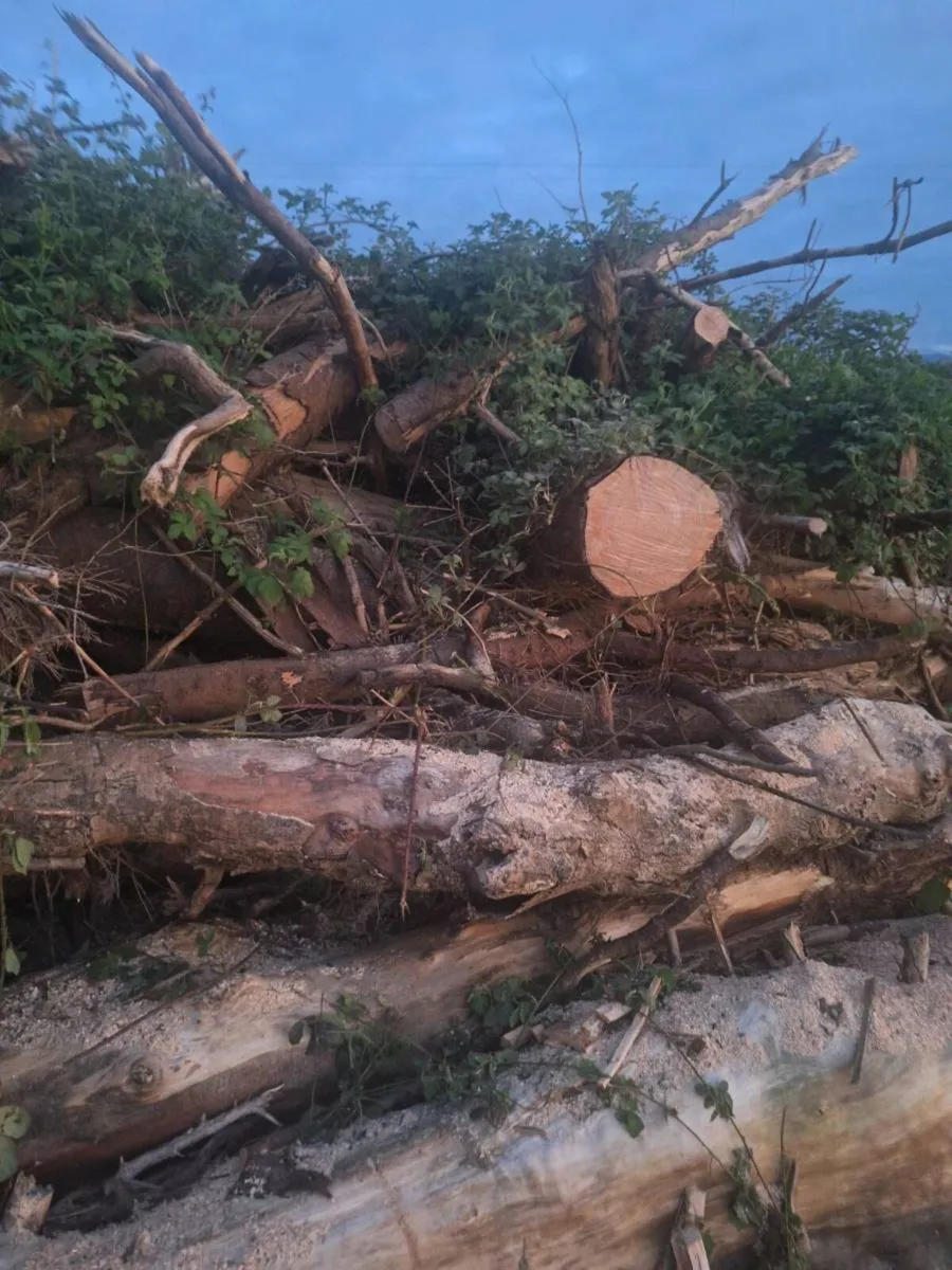 Firewood felled trees - Image 1