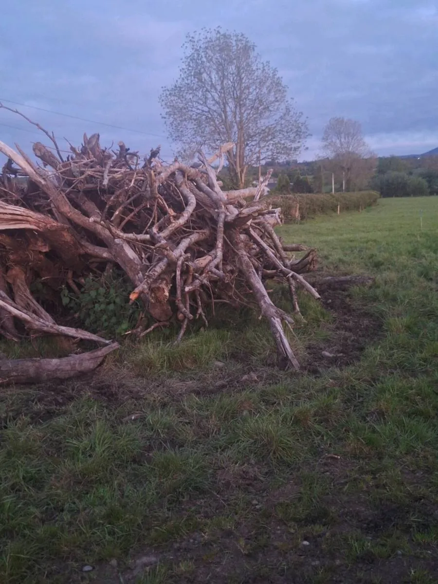 Firewood felled trees - Image 3