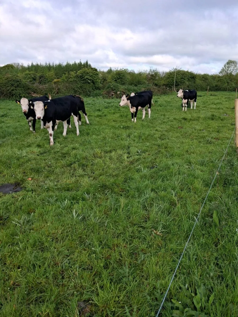 12 Hereford  Heifers - Image 1