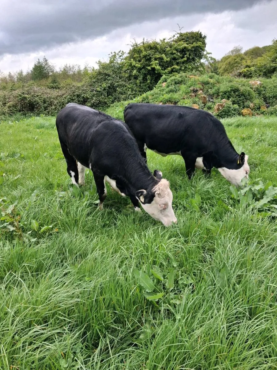 12 Hereford  Heifers - Image 2