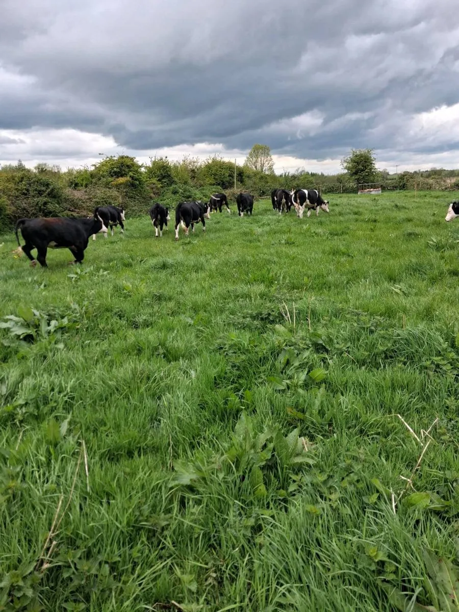 12 Hereford  Heifers - Image 3