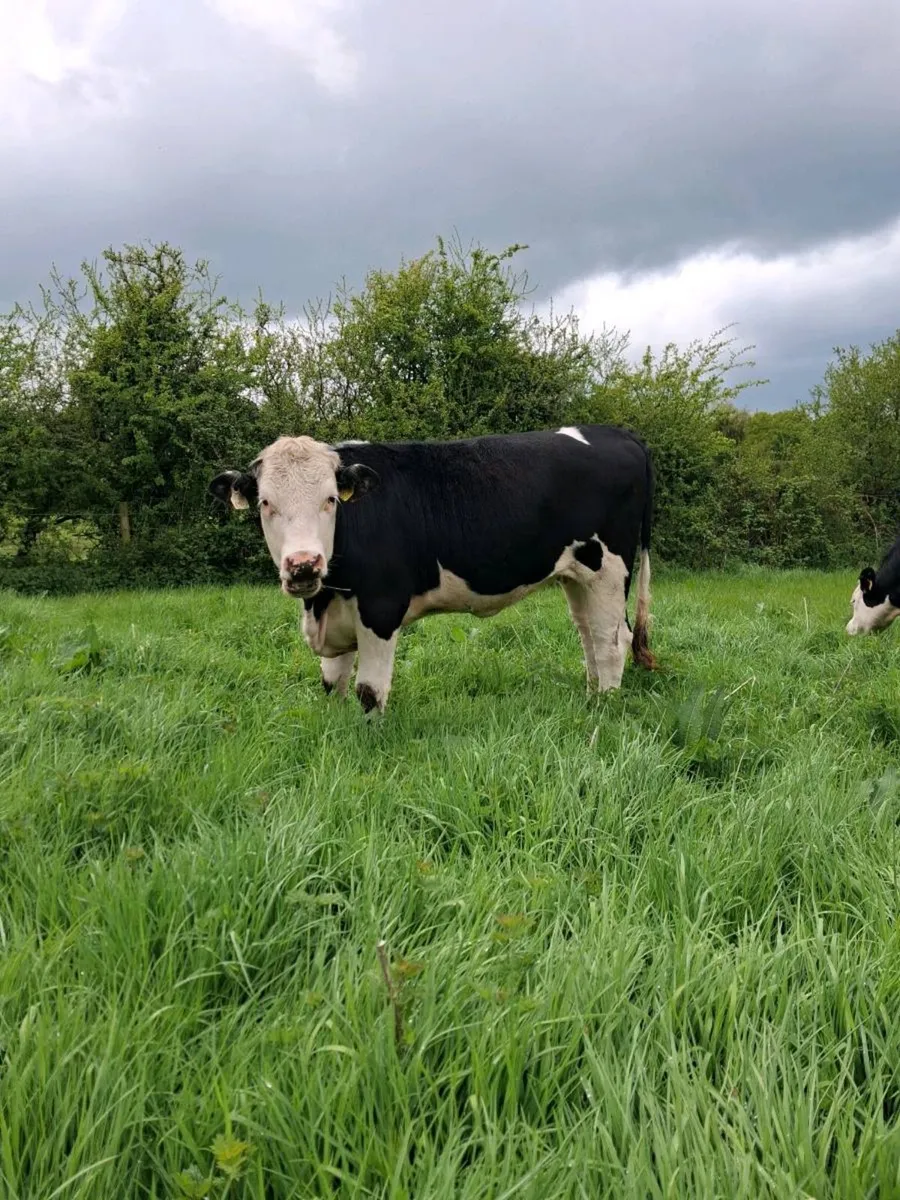 12 Hereford  Heifers - Image 4