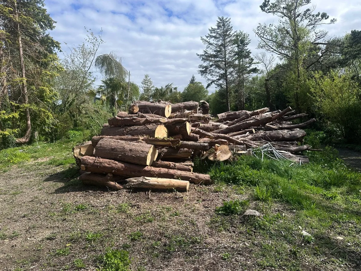 Tree trunks, large logs, to process into firewood - Image 1