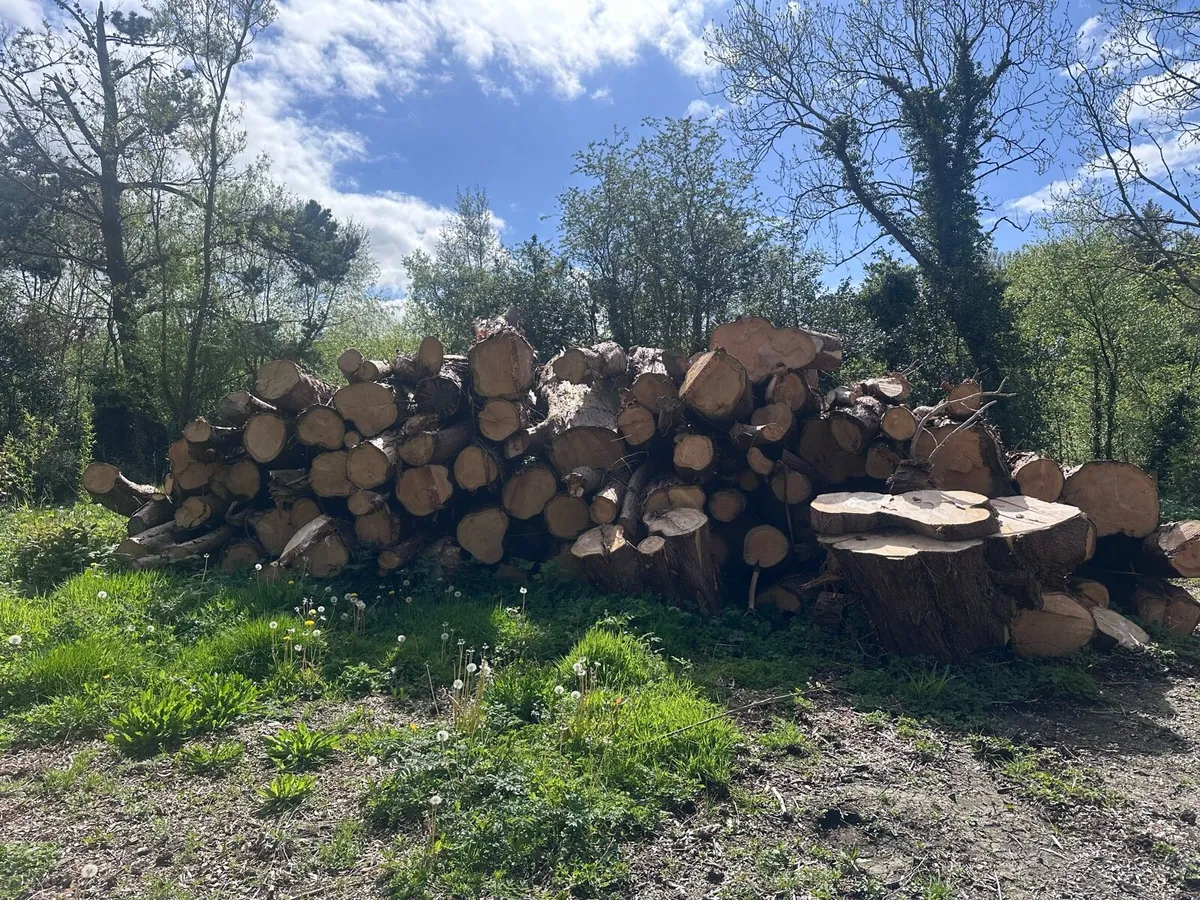 Tree trunks, large logs, to process into firewood - Image 2