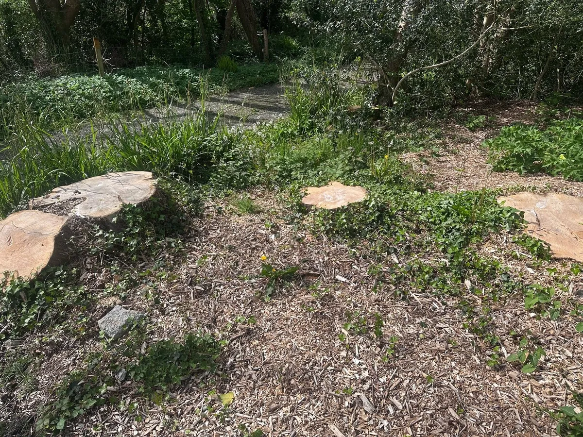 Tree trunks, large logs, to process into firewood - Image 3