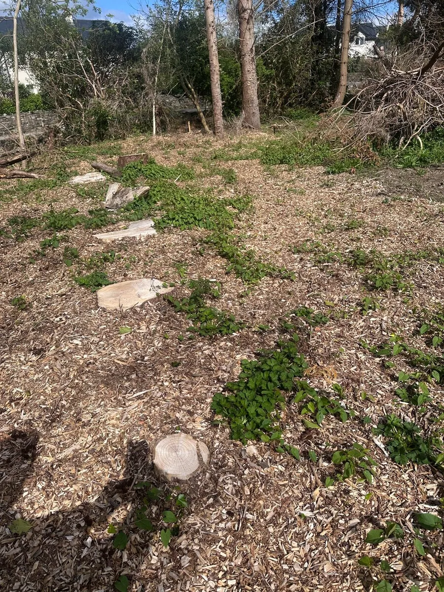 Tree trunks, large logs, to process into firewood - Image 4