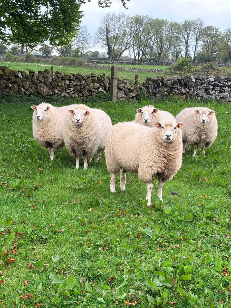 Galway ewe hoggets - Image 3