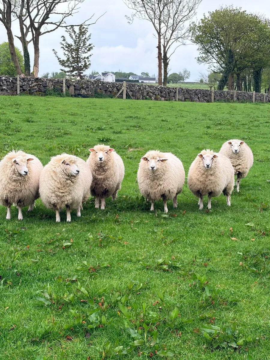 Galway ewe hoggets - Image 4