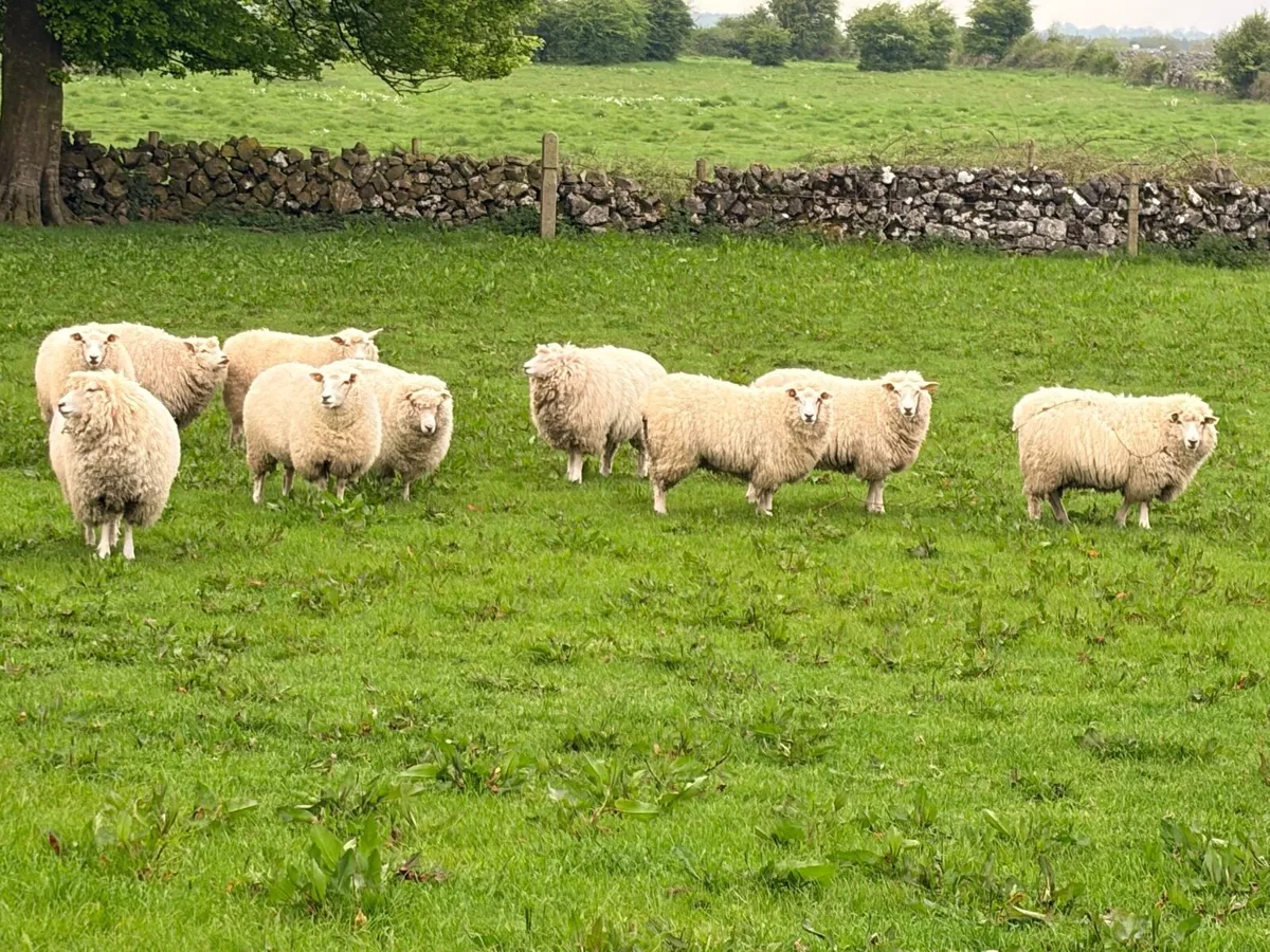 Galway ewe hoggets - Image 2