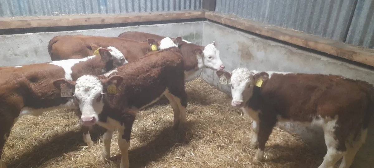 5 Serious Red White Head Heifer calf’s for sale - Image 1