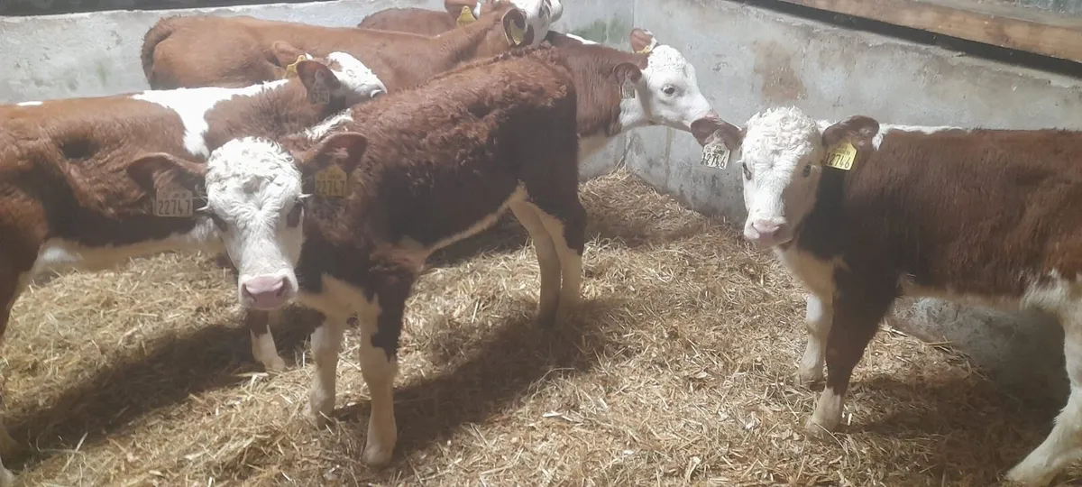 5 Serious Red White Head Heifer calf’s for sale - Image 2