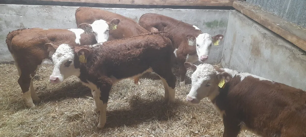 5 Serious Red White Head Heifer calf’s for sale - Image 3