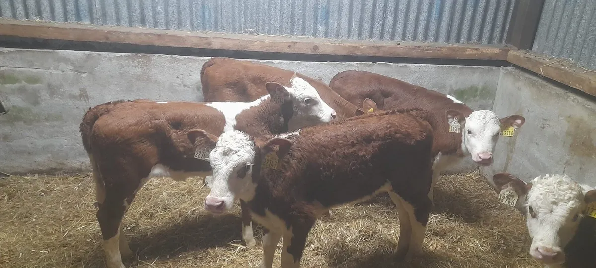 5 Serious Red White Head Heifer calf’s for sale - Image 4