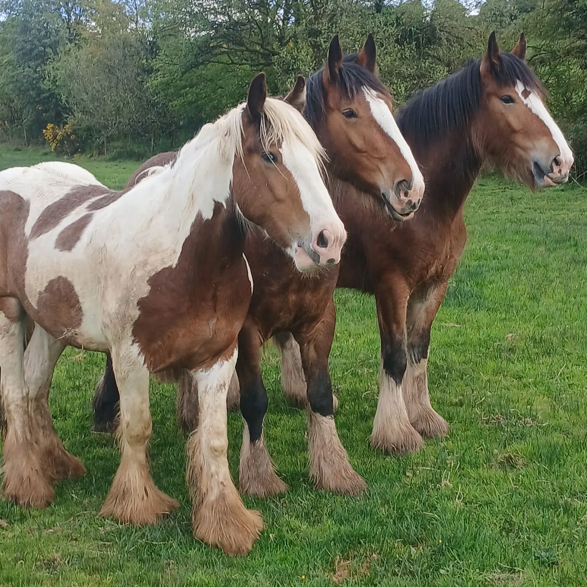 Horse