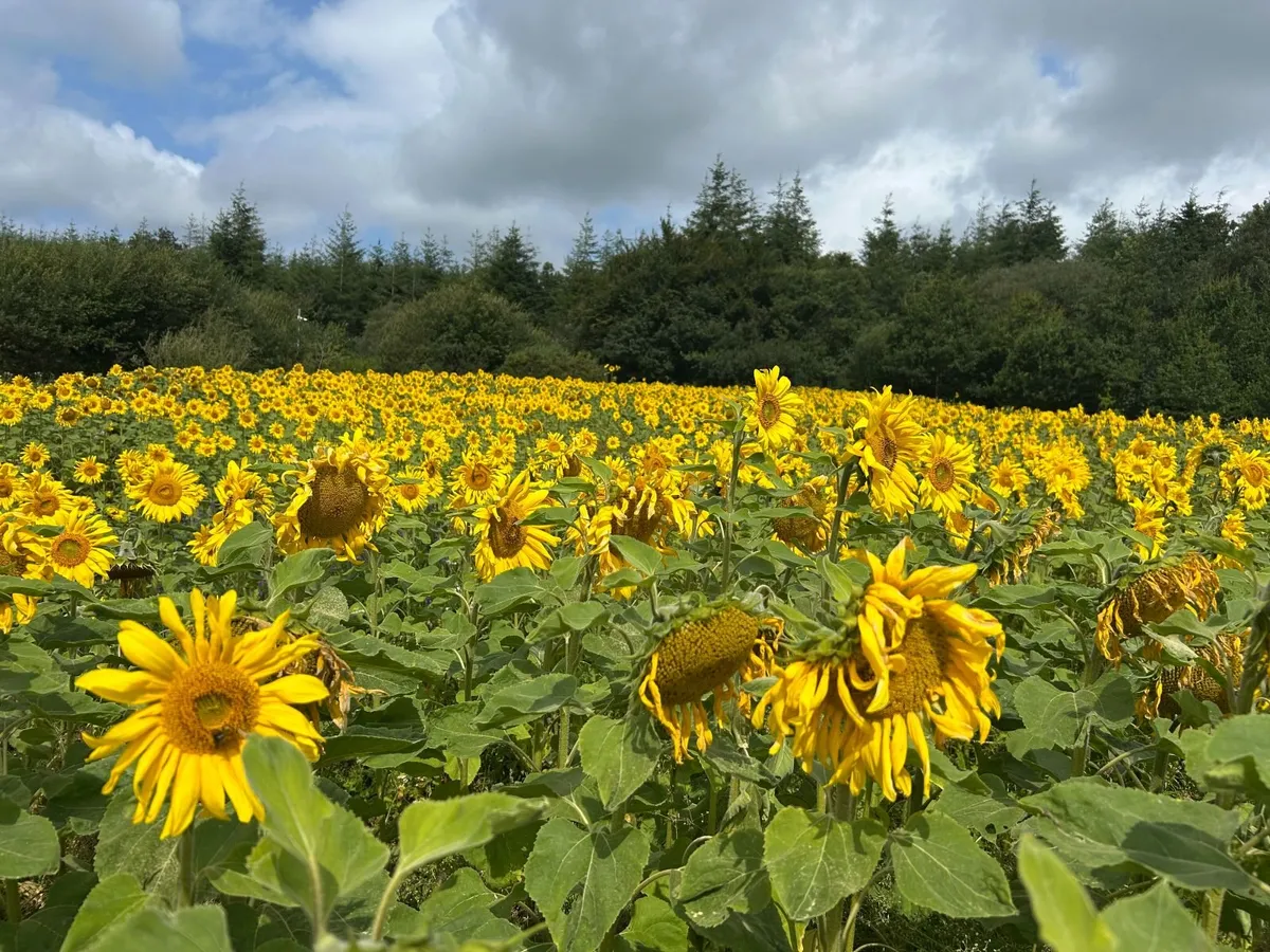 Sunflower seeds - Image 1