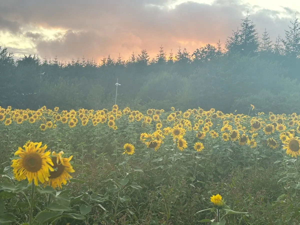 Sunflower seeds - Image 2