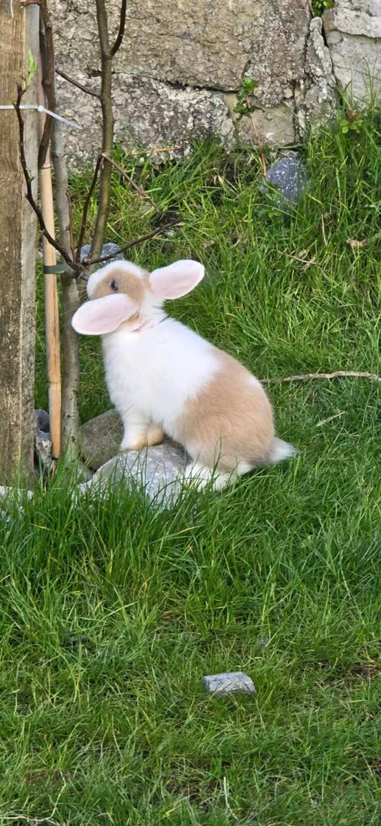 Mini lops - Image 1