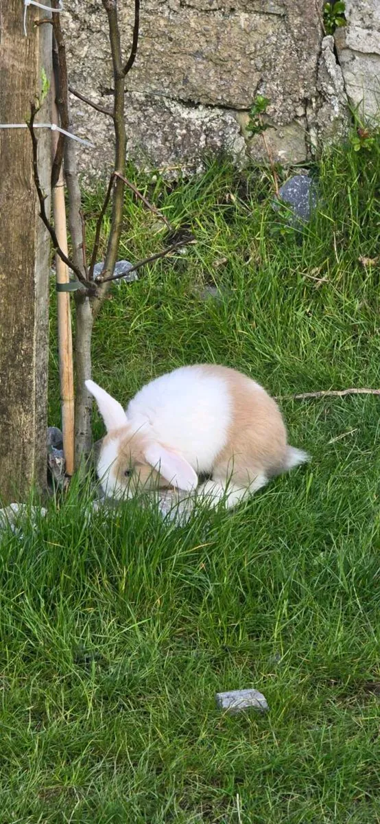 Mini lops - Image 2