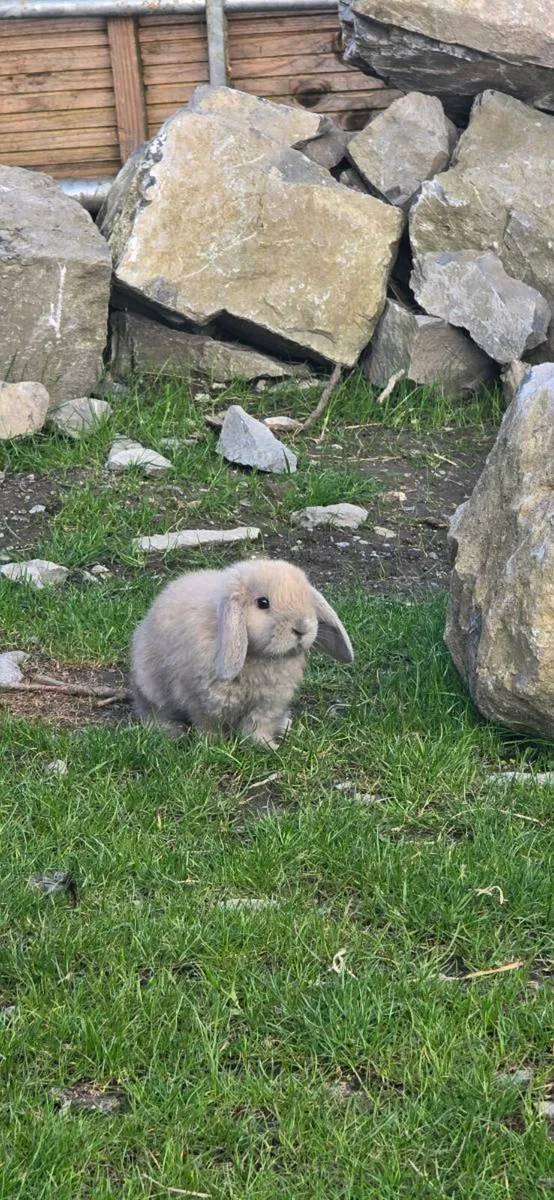Mini lops - Image 3