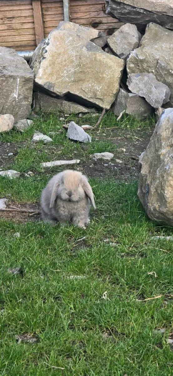 Mini lops - Image 4