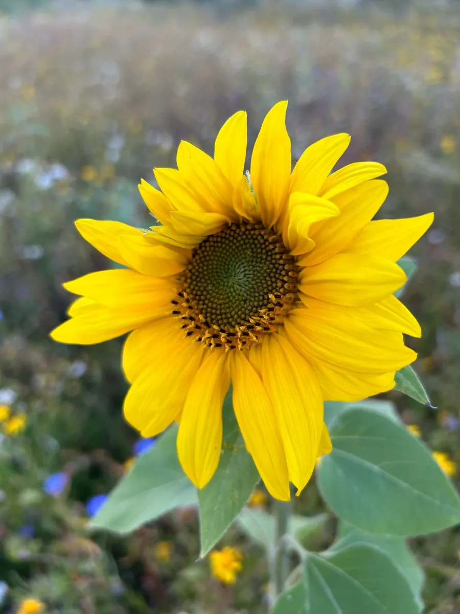 Sunflower seeds - Image 3
