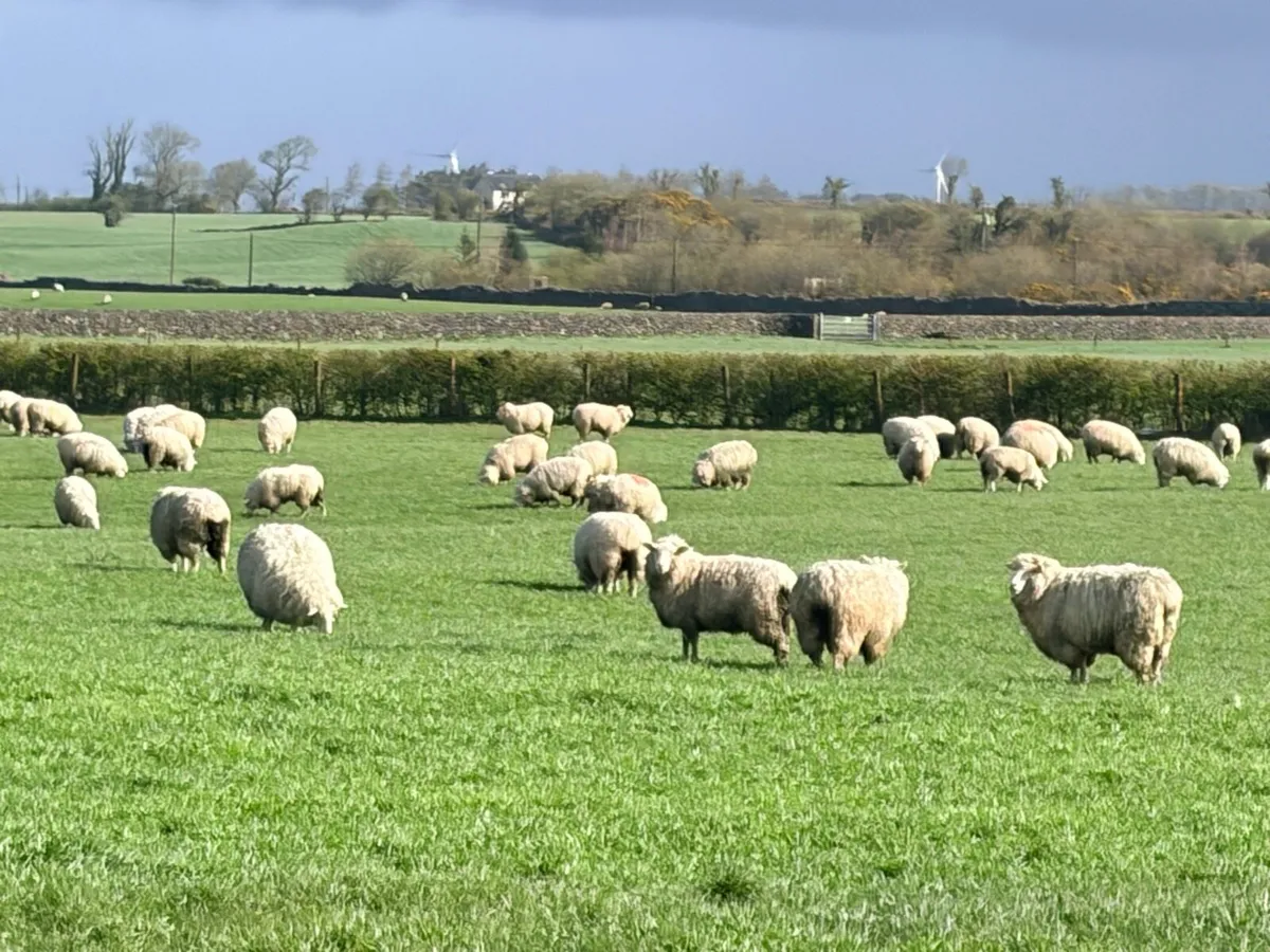 Pedigree Galway ewe hoggets - Image 1
