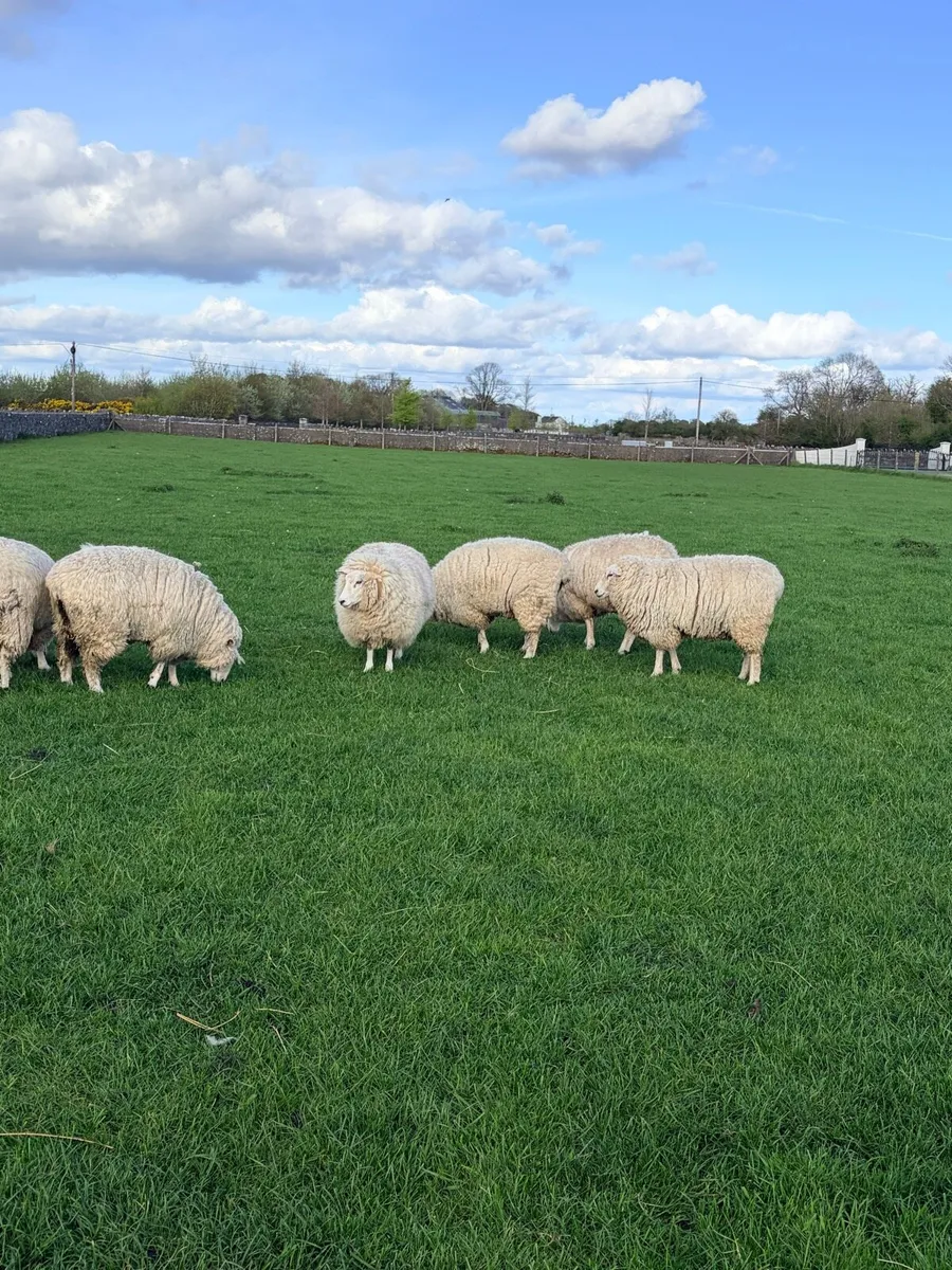 Pedigree Galway ewe hoggets - Image 2