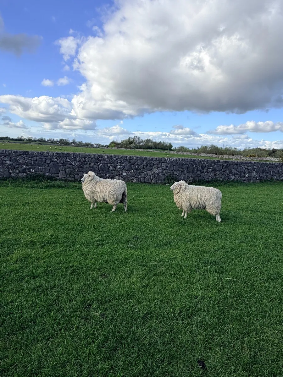 Pedigree Galway ewe hoggets - Image 3