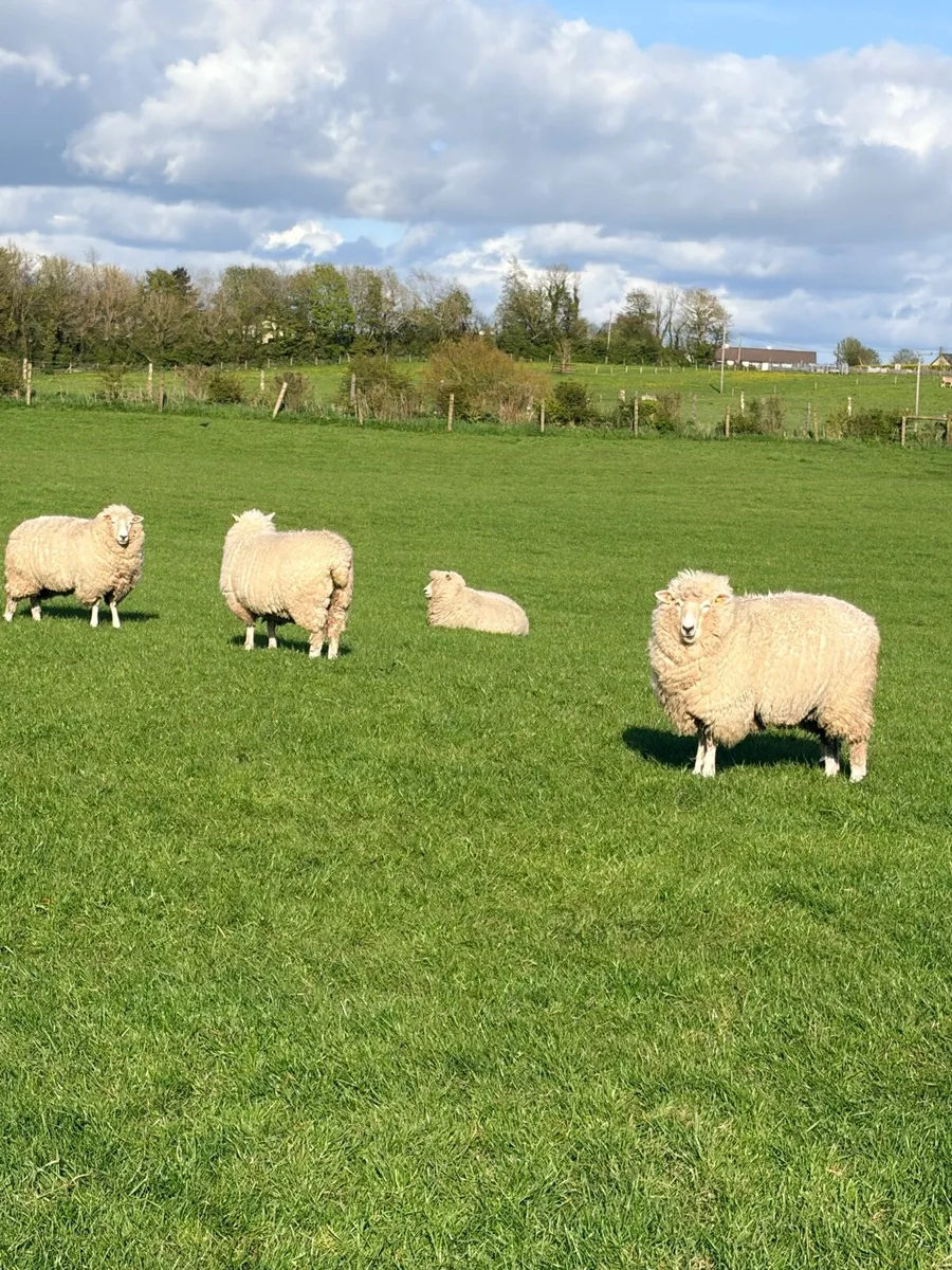 Pedigree Galway ewe hoggets - Image 4