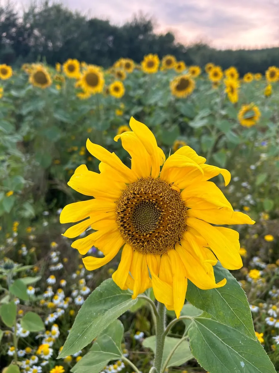 Sunflower seeds - Image 4
