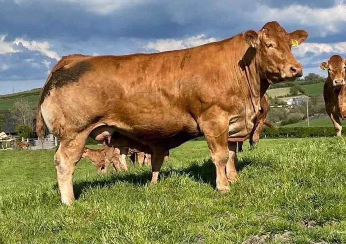 Choice of 2 Pedigree Limousin Bulls - Image 2