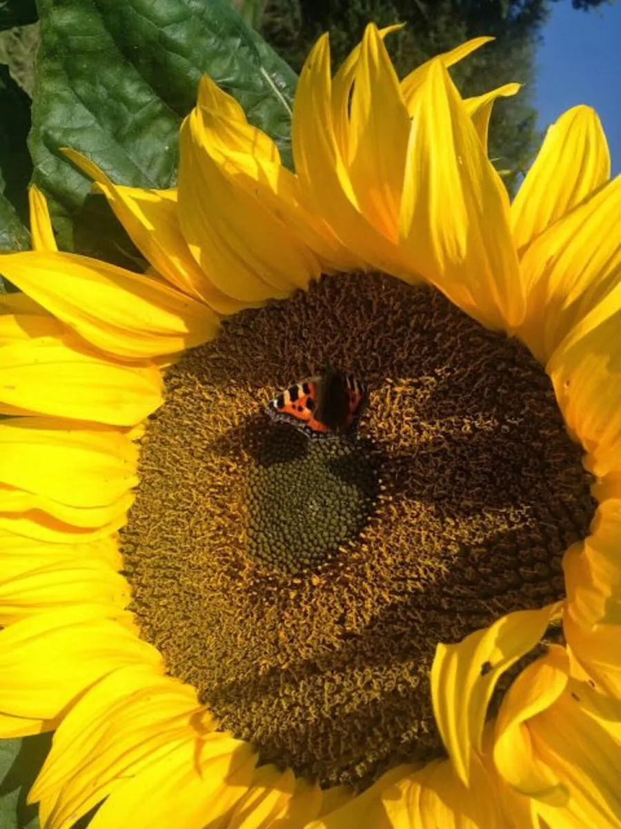 Sunflower seeds - Image 1