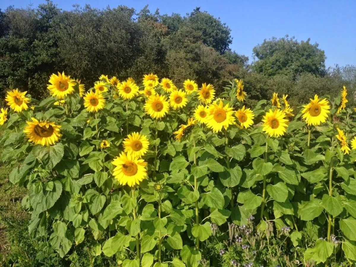Sunflower seeds - Image 2