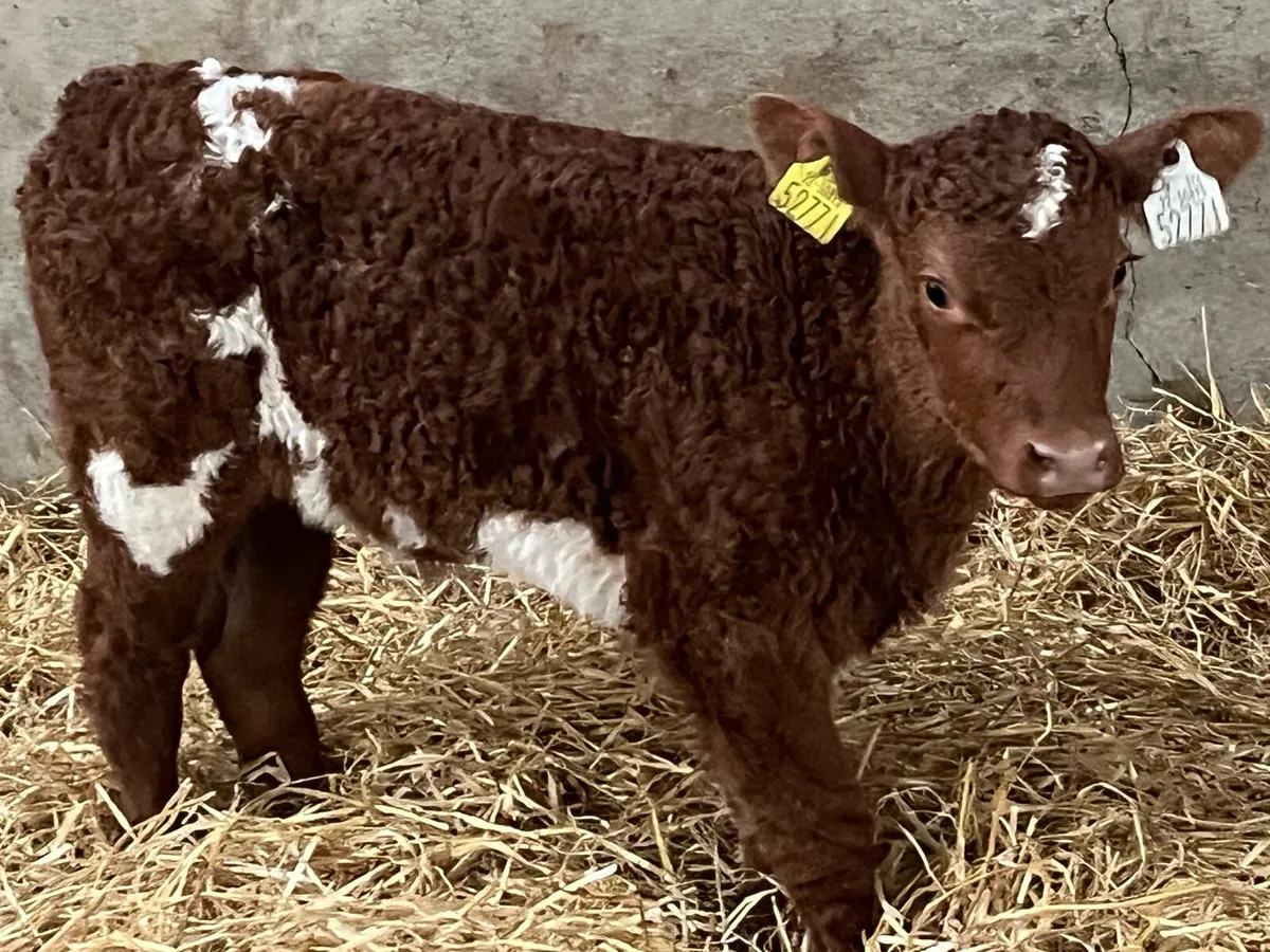Serious Suckler Bred Shorthorn Heifer Calves - Image 2