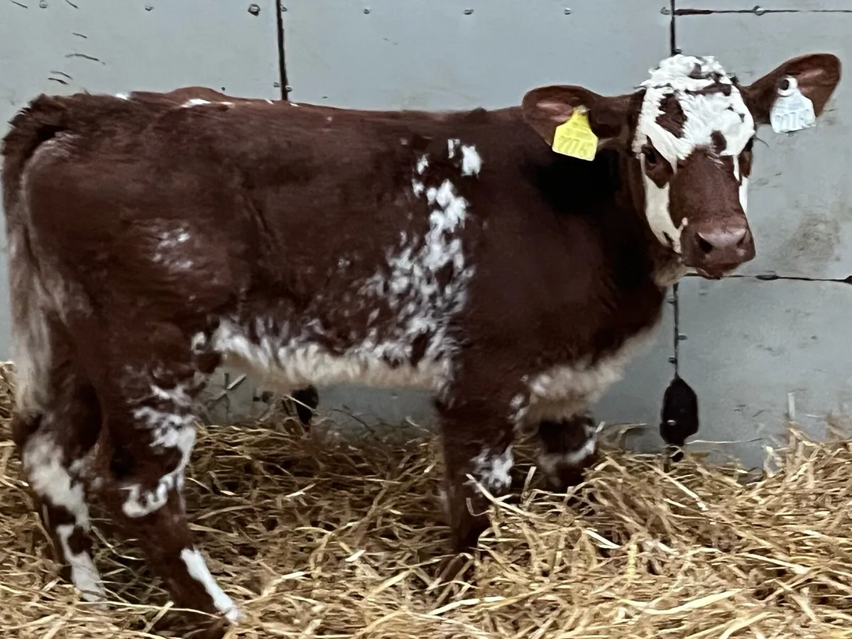 Serious Suckler Bred Shorthorn Heifer Calves - Image 1