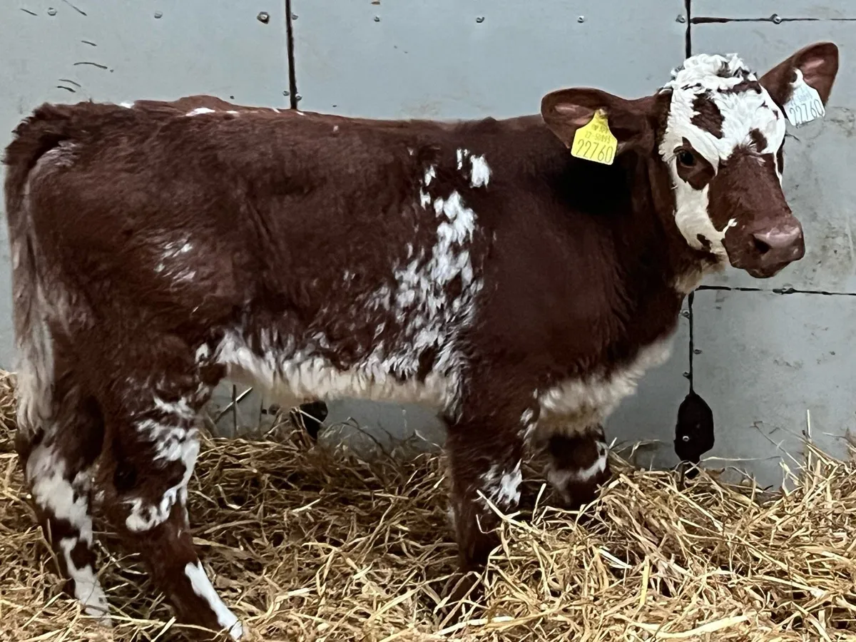 Serious Suckler Bred Shorthorn Heifer Calves - Image 3