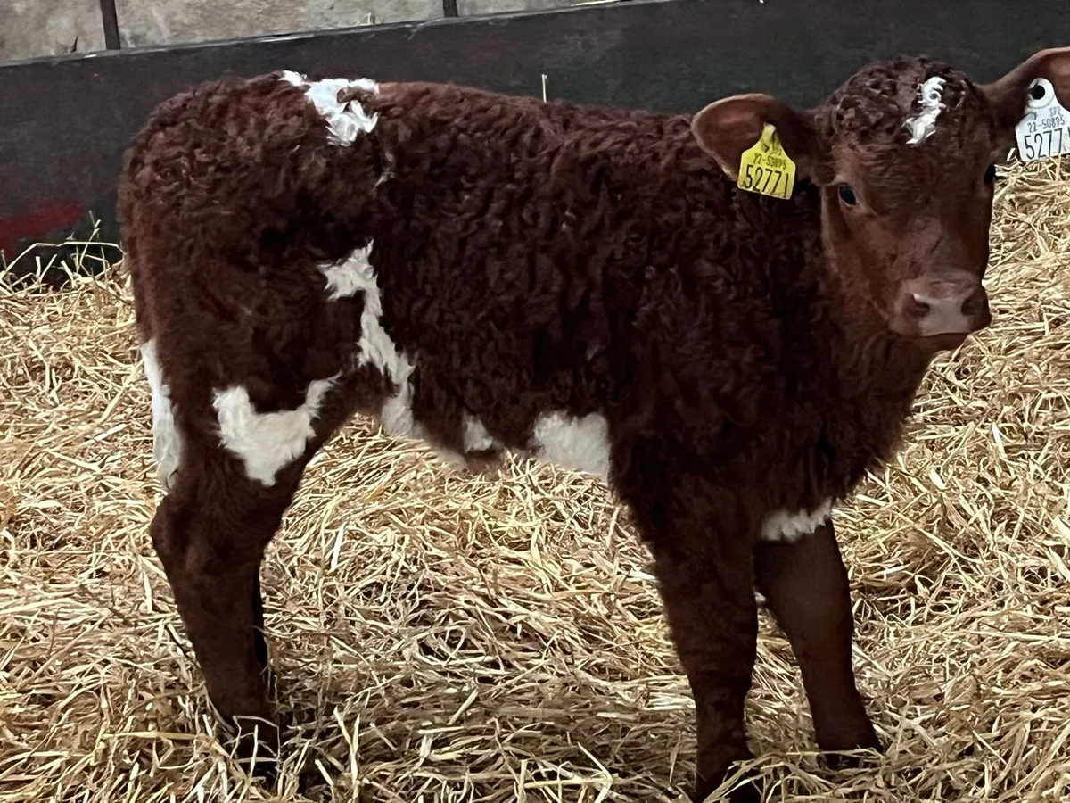 Serious Suckler Bred Shorthorn Heifer Calves - Image 4