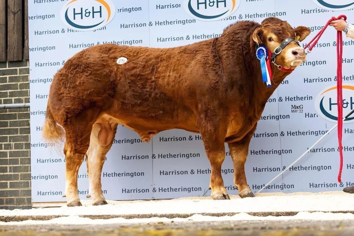 Choice of 2 Pedigree Limousin Bulls - Image 1